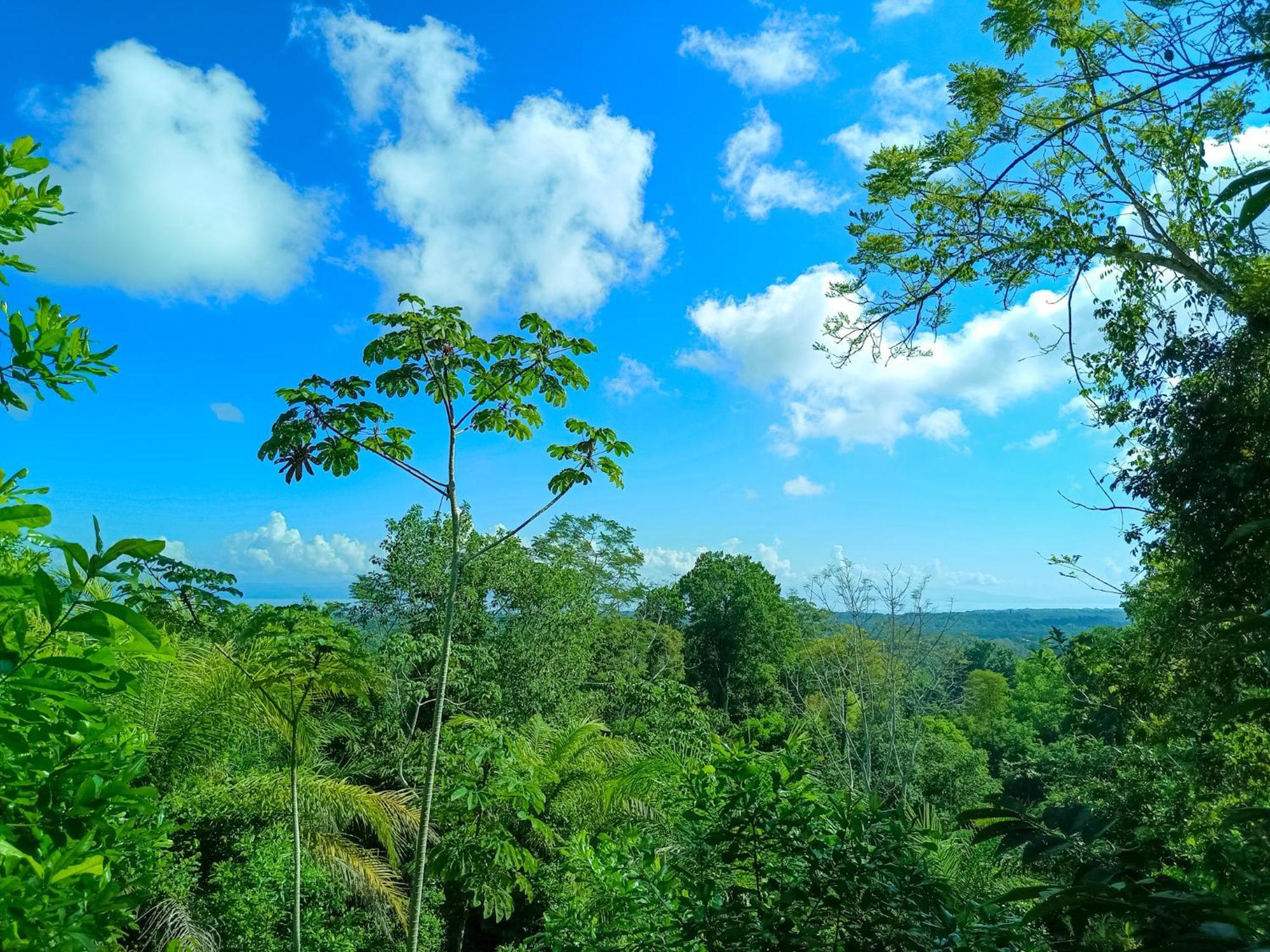 Osa Private Renting House-Villas-Tented-Best Views-Nature-Comfort Puerto Jiménez Exteriér fotografie